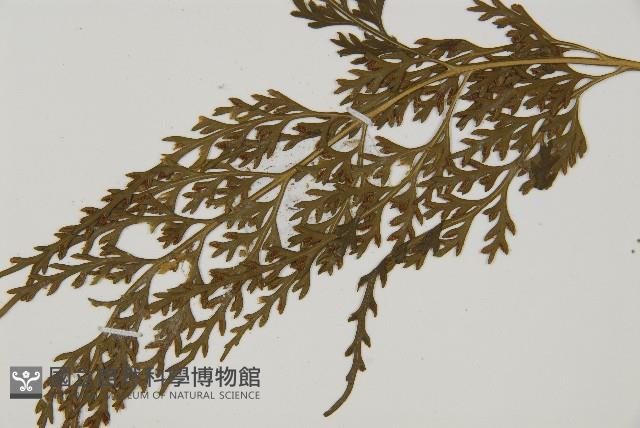 骨碎補鐵角蕨藏品圖，第4張