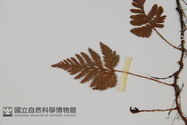 陰石蕨藏品圖，第4張