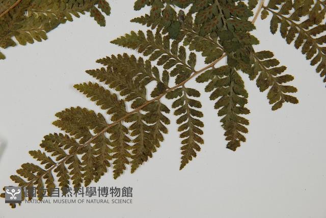 華中蹄蓋蕨藏品圖，第2張