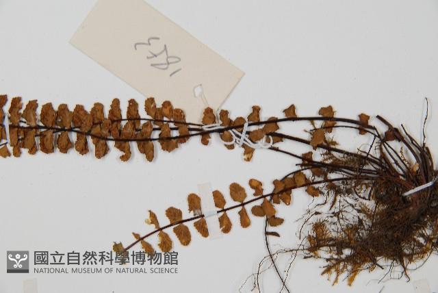鐵角蕨藏品圖，第4張