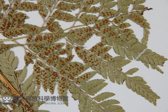 小葉複葉耳蕨藏品圖，第4張