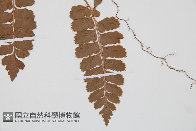 斜方複葉耳蕨藏品圖，第3張