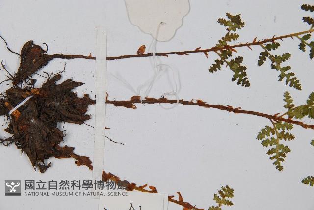 腺鱗毛蕨藏品圖，第4張