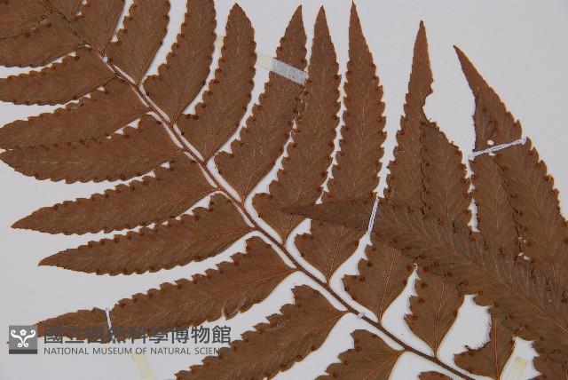 邊緣鱗蓋蕨藏品圖，第4張