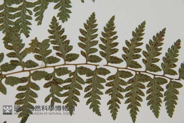 密腺蹄蓋蕨藏品圖，第4張