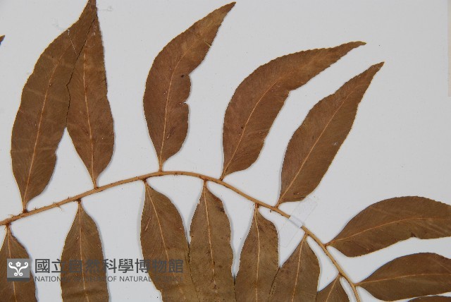 离脈柳葉蕨藏品圖，第4張
