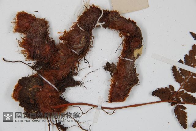 大葉骨碎補、台灣骨碎補、骨碎補藏品圖，第4張