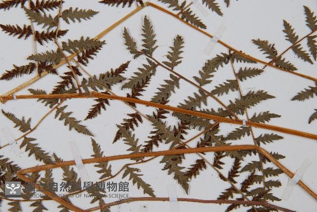 修株蹄蓋蕨藏品圖，第4張