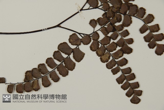 扇葉鐵線蕨藏品圖，第3張
