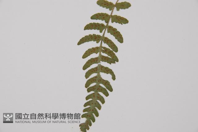 東洋蹄蓋蕨藏品圖，第4張