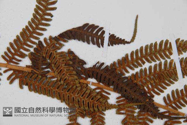 臺灣桫欏藏品圖，第4張