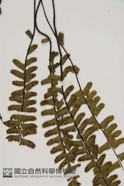 生芽鐵角蕨藏品圖，第4張