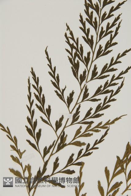 大黑柄鐵角蕨、黃鱗鐵角蕨、大羽鐵角蕨藏品圖，第4張