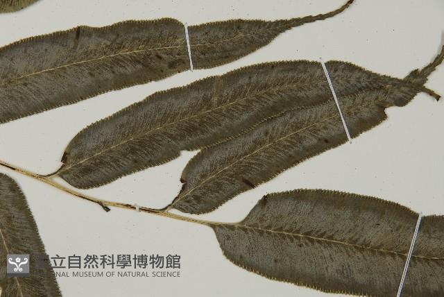 華鳳丫蕨藏品圖，第4張