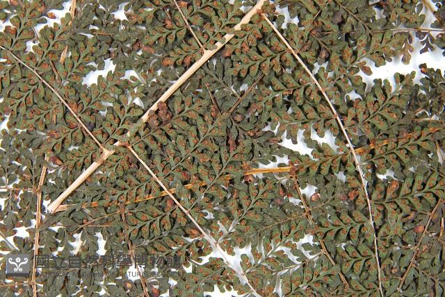 魚鱗蕨藏品圖，第4張