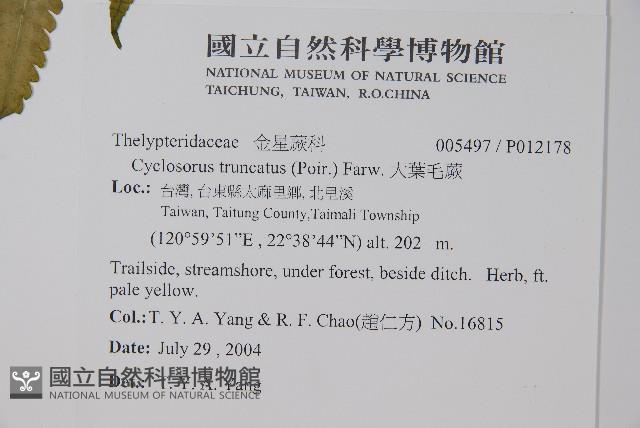 大葉毛蕨藏品圖，第4張