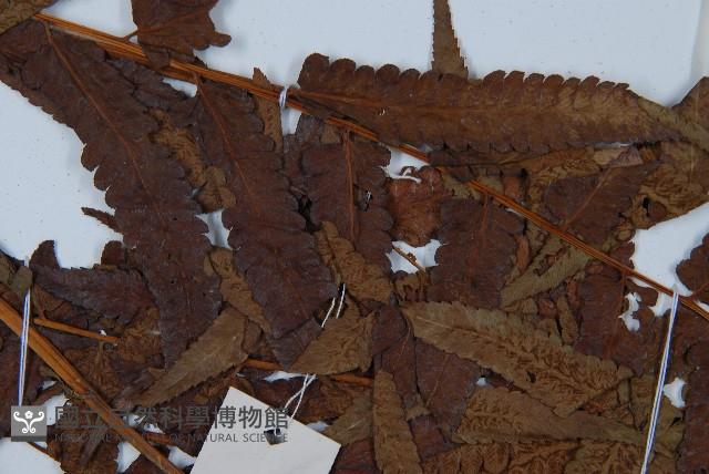 菜蕨藏品圖，第4張