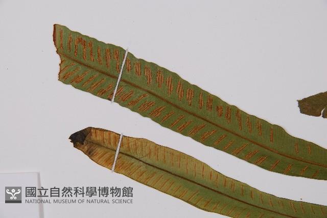 單葉雙蓋蕨藏品圖，第4張