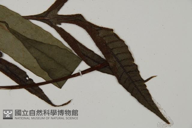 沙皮蕨藏品圖，第3張