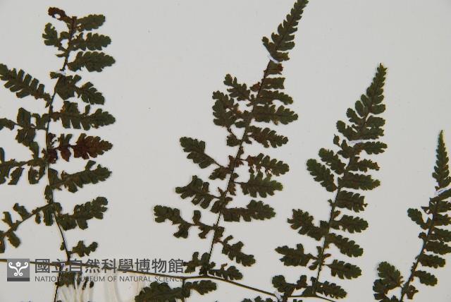 大葉貞蕨藏品圖，第4張