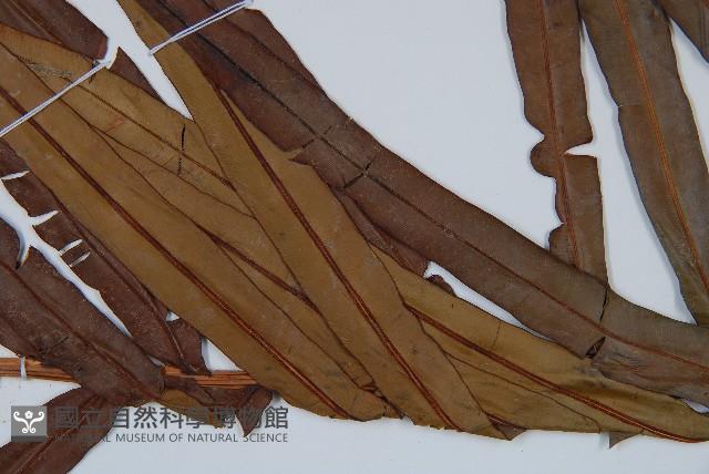 烏毛蕨藏品圖，第3張