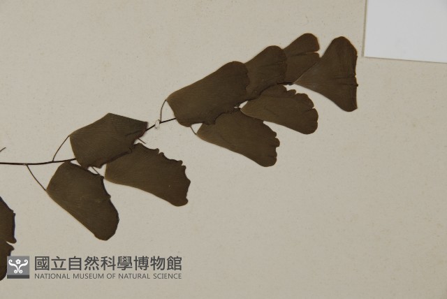 半月形鐵線蕨藏品圖，第4張