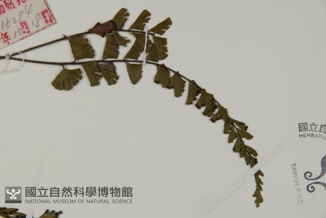 鞭葉鐵線蕨藏品圖，第4張