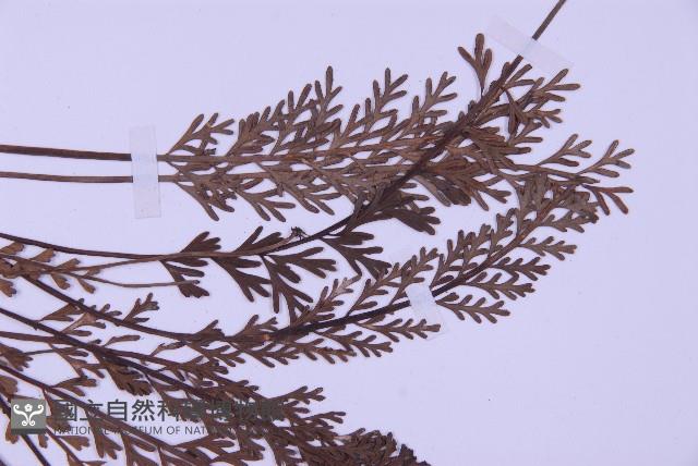 長生鐵角蕨藏品圖，第4張