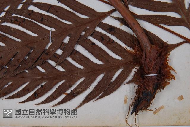 臺灣狗脊蕨藏品圖，第3張