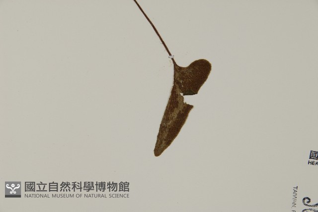 澤瀉蕨藏品圖，第4張