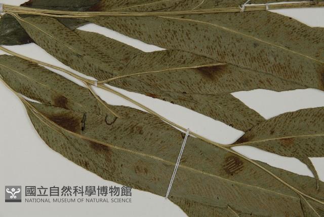 日本鳳丫蕨藏品圖，第4張