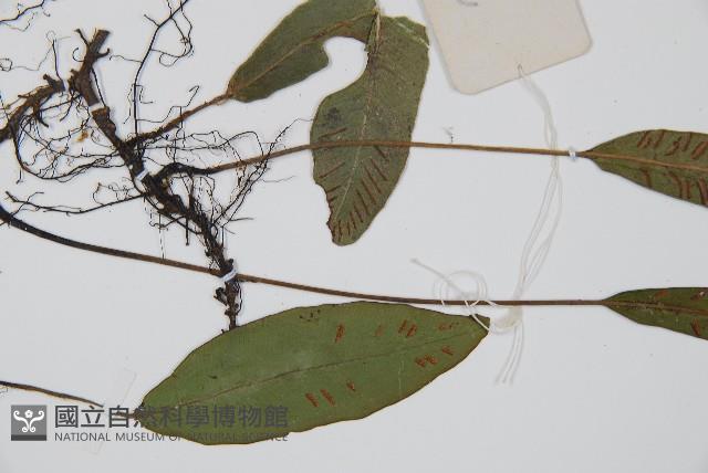 單葉雙蓋蕨藏品圖，第4張