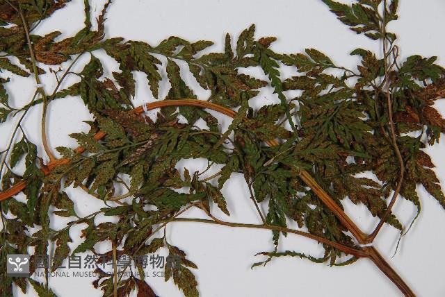 大葉骨碎補藏品圖，第4張