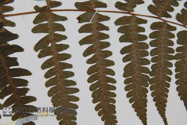 貞蕨藏品圖，第4張