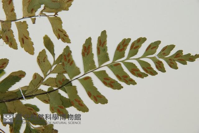 單邊鐵角蕨藏品圖，第4張