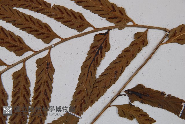 萊氏鐵角蕨藏品圖，第4張