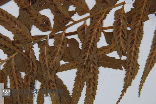 萊氏鐵角蕨藏品圖，第4張