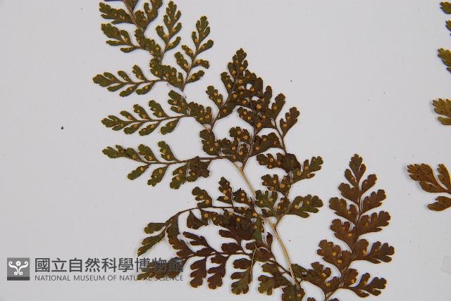 寬葉冷蕨藏品圖，第4張