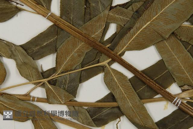 華鳳丫蕨藏品圖，第4張