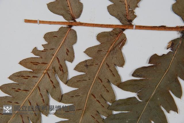 日本狗脊蕨藏品圖，第4張