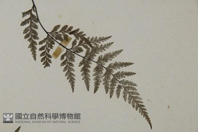 粉葉蕨藏品圖，第4張