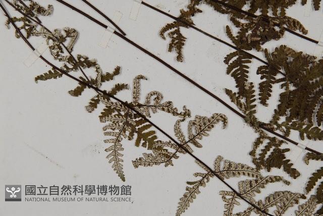 狹蓋粉背蕨藏品圖，第4張
