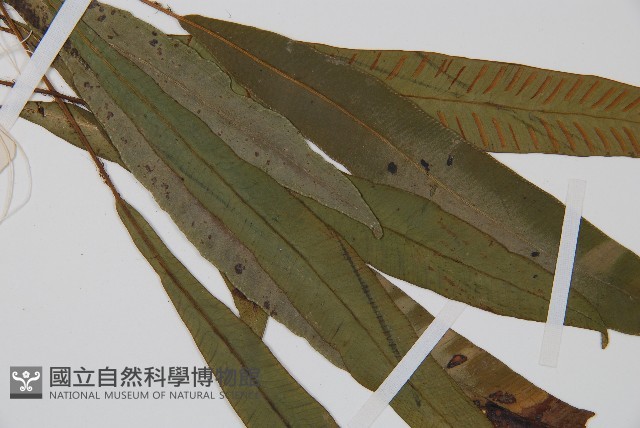 單葉雙蓋蕨藏品圖，第4張