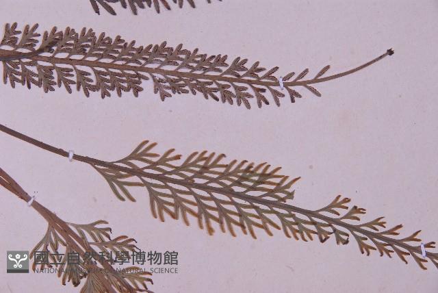 長生鐵角蕨藏品圖，第4張