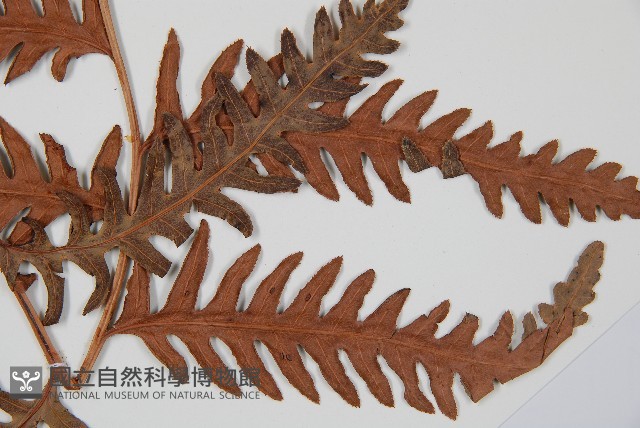 生芽狗脊蕨、頂芽狗脊蕨藏品圖，第4張