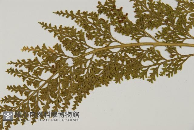 骨碎補鐵角蕨藏品圖，第4張