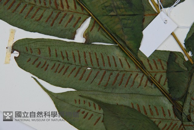 腸蕨藏品圖，第4張