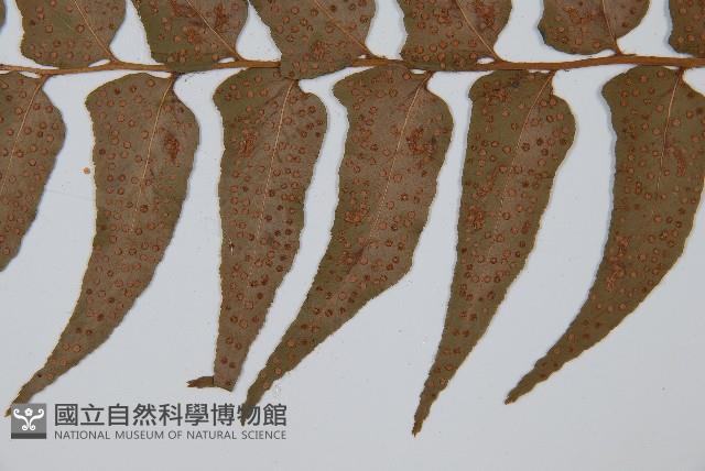 Accession Number:P003923 Collection Image, Figure 4, Total 5 Figures