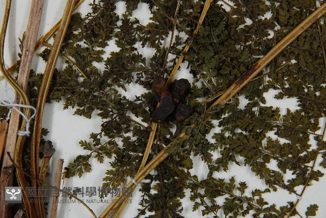 稀子蕨藏品圖，第4張