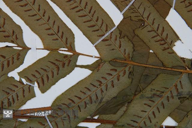 腸蕨藏品圖，第3張